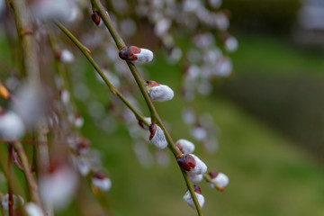 Pussy Willow closeup on green background