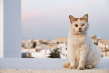 Superb cat on the rooftops of Tunis