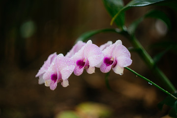 Vietnam Orchids