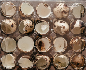 quail egg shell in a box