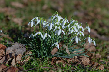 snowdrops bloomed in white between the dry leaves and green grass in the park in the sun-drenched spring sun