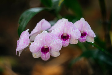 Vietnam Orchids