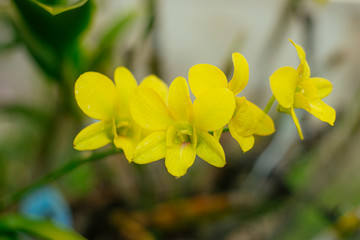 Vietnam Orchids