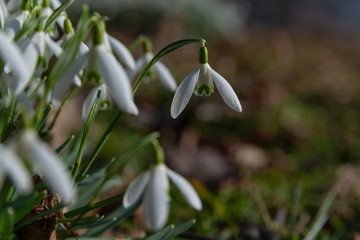 snowdrops bloomed in white between the dry leaves and green grass in the park in the sun-drenched...