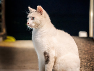 cute cat close shot closeup 