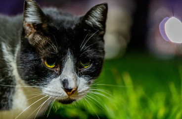 cute cat close shot closeup 