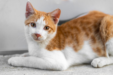 cute cat close shot closeup 