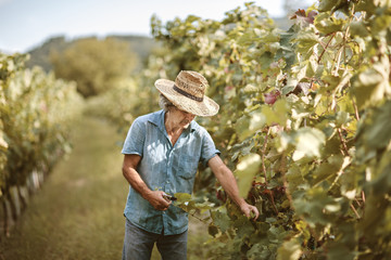 Senior male with hat working in vineyard. Agriculture and viticulture concept. Man woking in...