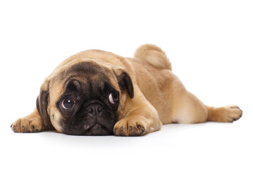 Pug puppy, isolated on a white background
