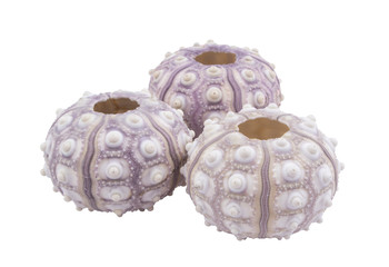Sea urchin shells isolated on white background