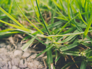 Insect on the grass