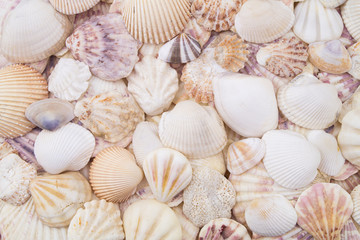 Fototapeta na wymiar Seashells background 