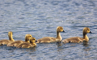 Group of goslings Derbyshire England
