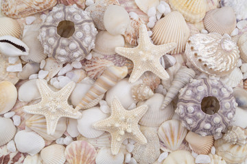 Sea urchins, starfishes and seashells background	