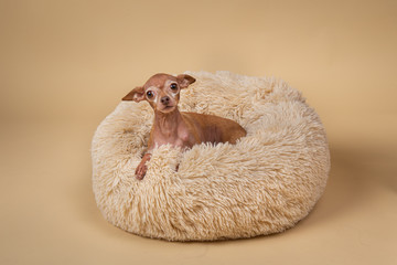 Cute little pedigreed dog relaxing on bed