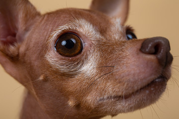Adorable tiny pedigreed dog in studio on brown background