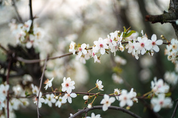 White cherry / peach flowers during spring