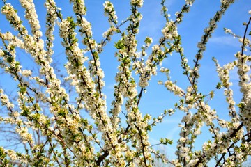tree in blossom in spring