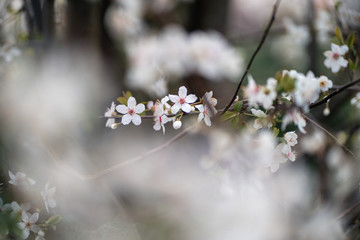 White cherry / peach flowers during spring