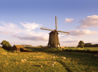 Fototapeta na wymiar Free green energy from the past . Dutch windmill and sheep in a field 