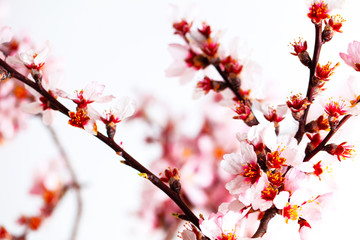 spring flowers, colorful flowers background. spring fruit trees, blooming.