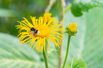 Bumblebee collects nectar on a yellow flower
