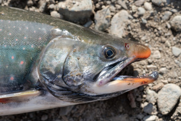 Wild salmonid fish Salvelinus often called charr or char with pink spots over darker body. Close-up view of freshwater fish snout on rocky shore. Summer fishing with spinning and fishing rod.