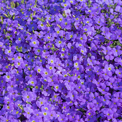 Blühendes Blaukissen, Aubrieta, im Frühling