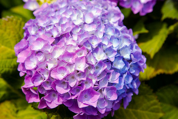 Pink Hydrangea macrophylla is illuminated by bright sunlight in the garden