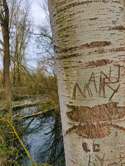 Carved tree bark, in front of a small river