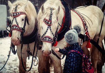 child stroking white work horse.