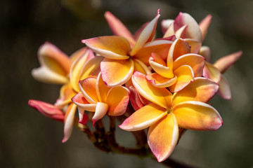 Frangipani flowers are blooming in the garden,select focus.