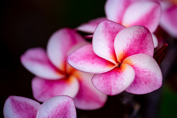 Frangipani flowers are blooming in the garden,select focus.