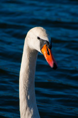 closeup portrait of white swan and blue water on a sunny day with good light