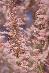 Blühende Tamariske, Tamarix, im Frühling