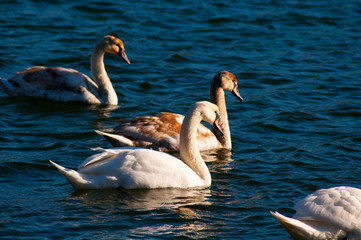 closeup portrait of white swan and blue water on a sunny day with good light