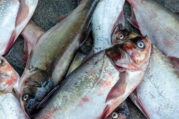 fishes in bazaar 