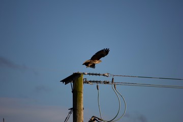 Hawk