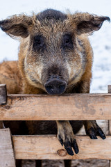 Fototapeta premium A pig stands on the fence