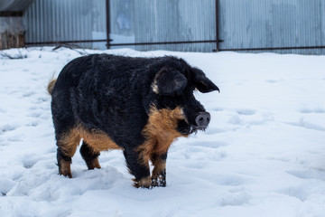 A pig with thick hair is standing in the snow