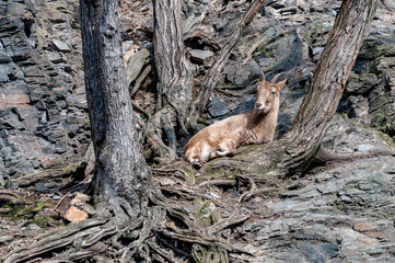 Closeup of chamois on rock