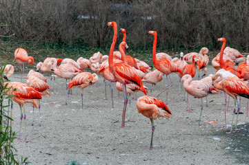 Closeup of Flamingo