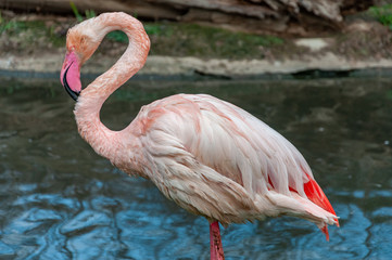 Closeup of Flamingo