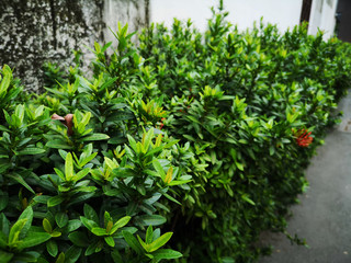 Shrub bush Ixora chinensis green outline tree on white background