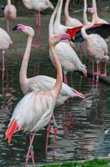 Fototapeta na wymiar Closeup of Flamingo