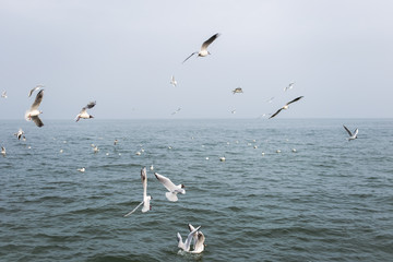 Many hungry seagulls flying in sky over blue sea water in cloudy rainy weather