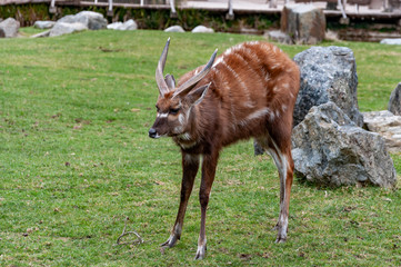 Western Affrican Sitatunga