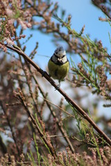 Bluetit / Blue tit perched on a branch in British garden in Springtime in Britain ,UK