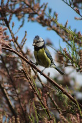 Bluetit / Blue tit perched on a branch in British garden in Springtime in Britain ,UK