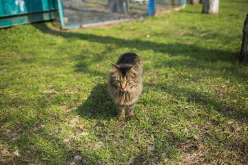 Portrait of beautiful brown street cat standing on green grass outdoor on sunny warm spring day.
